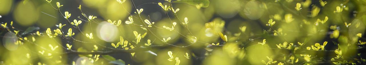Nahaufnahme von leuchtend grünem Frühlingslaub und neuen Trieben vor einem weichen, unscharfen Bokeh-Hintergrund