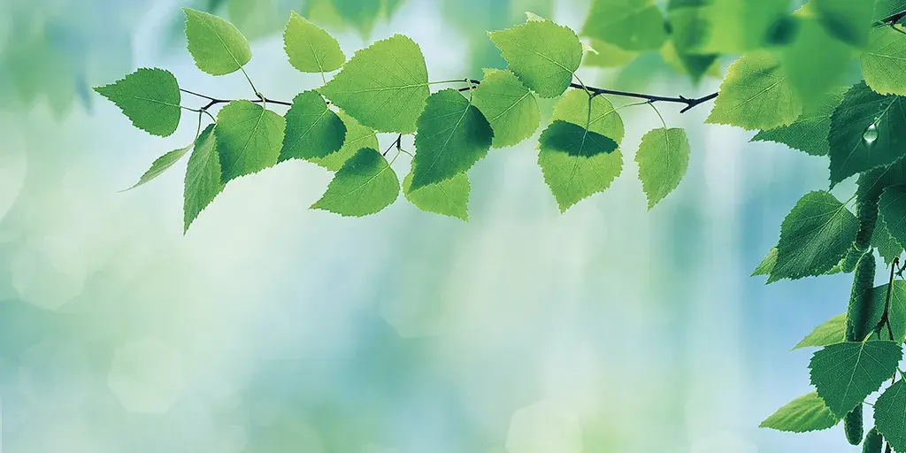 Lebendige grüne Blätter eines Zweiges vor einem sanften, hellen Bokeh-Hintergrund, das Natur und Frische symbolisiert.